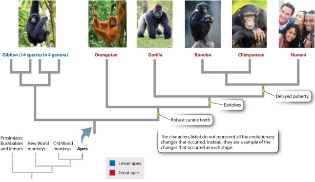 <strong>You discover a new species of ape that is more closely related to gorillas than to any other species of ape, but walks upright. How would you change the phylogeny below? Photo sources: (left to right) Zoonar/K. Jorgensen/age fotostock; S Sailer/A Sailer/age fotostock; J & C Sohns/age fotostock; Michael Dick/ Animals Animals-Earth Scenes; FLPA/Jurgen & Christi/age fotostock; Yellow Dog Productions/Getty Images.</strong> A)I would not change the phylogeny at all because only molecular data are considered when studying evolutionary relationships. B)I would not change the phylogeny at all until a fossil of the new species is found because fossil evidence is a required component of the data set. C)I would group gorillas with humans based on the synapomorphy (shared trait)of upright stance. D)I would branch the gorilla lineage and add the new species sister to gorillas.