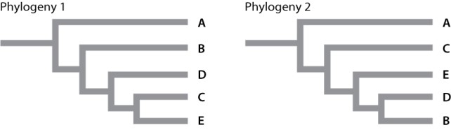  The same intron was sequenced from five different taxa (taxa A-E)  whose evolutionary relationships are disputed. The data matrix given shows six variable sites (1-6, left column)  in the DNA sequences obtained from each of the five species. Taxon A serves as the outgroup for this analysis.  \begin{array}{|c|c|c|c|c|c|} \hline & \operatorname{taxon} \mathrm{A} & \operatorname{tax} n \mathrm{~B} & \operatorname{tax} n \mathrm{C} & \operatorname{taxon} \mathrm{D} & \operatorname{taxon} \mathrm{E} \\ \hline 1 & \mathrm{~A} & \mathrm{G} & \mathrm{G} & \mathrm{G} & \mathrm{G} \\ \hline 2 & \mathrm{C} & \mathrm{T} & \mathrm{T} & \mathrm{T} & \mathrm{T} \\ \hline 3 & \mathrm{G} & \mathrm{G} & \mathrm{G} & \mathrm{G} & \mathrm{A} \\ \hline 4 & \mathrm{~A} & \mathrm{~A} & \mathrm{~T} & \mathrm{~A} & \mathrm{~T} \\ \hline 5 & \mathrm{~A} & \mathrm{C} & \mathrm{A} & \mathrm{C} & \mathrm{C} \\ \hline 6 & \mathrm{~A} & \mathrm{~A} & \mathrm{C} & \mathrm{A} & \mathrm{C} \\ \hline \end{array}  Which of the phylogenies below explains the relatedness between these taxa with the FEWEST evolutionary steps?   A) phylogeny I B) phylogeny II C) Both phylogenetic trees have the same number of evolutionary steps. 