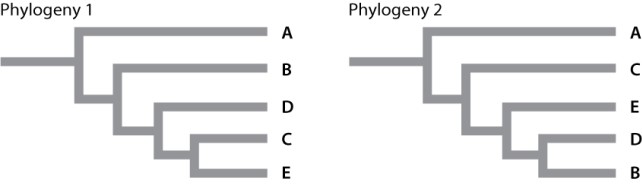  The same intron was sequenced from five different taxa (taxa A-E)  whose evolutionary relationships are disputed. The data matrix given shows six variable sites (1-6 in left column)  in the DNA sequences obtained from each of the five species. Taxon A serves as the outgroup for this analysis.  \begin{array}{|c|c|c|c|c|c|} \hline & \operatorname{taxon} \mathrm{A} & \operatorname{tax} n \mathrm{~B} & \operatorname{tax} n \mathrm{C} & \operatorname{taxon} \mathrm{D} & \operatorname{taxon} \mathrm{E} \\ \hline 1 & \mathrm{~A} & \mathrm{G} & \mathrm{G} & \mathrm{G} & \mathrm{G} \\ \hline 2 & \mathrm{C} & \mathrm{T} & \mathrm{T} & \mathrm{T} & \mathrm{T} \\ \hline 3 & \mathrm{G} & \mathrm{G} & \mathrm{G} & \mathrm{G} & \mathrm{A} \\ \hline 4 & \mathrm{~A} & \mathrm{~A} & \mathrm{~T} & \mathrm{~A} & \mathrm{~T} \\ \hline 5 & \mathrm{~A} & \mathrm{C} & \mathrm{A} & \mathrm{C} & \mathrm{C} \\ \hline 6 & \mathrm{~A} & \mathrm{~A} & \mathrm{C} & \mathrm{A} & \mathrm{C} \\ \hline \end{array}  Which of the phylogenies below explains the relatedness between these taxa with the FEWEST evolutionary steps?   A) phylogeny I B) phylogeny II C) Both phylogenetic trees have the same number of evolutionary steps. 