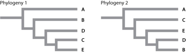 Excluding the outgroup, taxon A, how many equivalent sister-group relationships are depicted between the two phylogenies given below?   A) one B) two C) three D) four E) There are no equivalent sister-taxa shown between the two phylogenies.