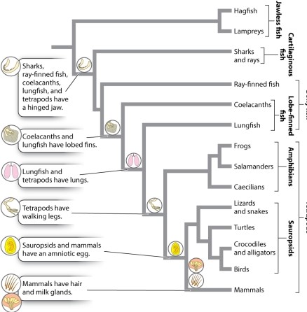 Based on Figure 23.7, which of the following are examples of convergent evolution?   A) wings in birds and bats B) lungs in lungfish and turtles C) jaws in sharks and lizards D) the amniotic egg of crocodiles and mammals