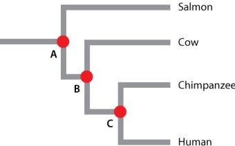 The phylogeny below was generated using molecular data.   C is the node representing the common ancestor of humans and chimpanzees; B is the node representing the common ancestor of the cow and human/chimpanzee lineages; A is the node representing the common ancestor of the salmon and cow/human/chimpanzee lineages. Imagine that a researcher is interested in finding the approximate dates of A, B, and C. Give two approaches that would help resolve the timing of the nodes in the phylogeny.