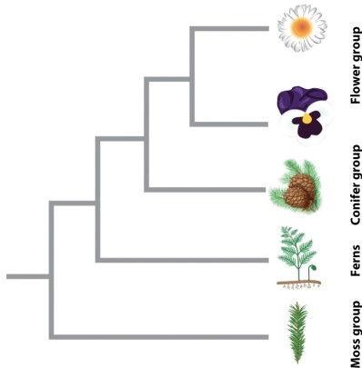 The phylogeny below represents a hypothesis for the evolutionary relationships among major groups of plants. If it is correct, in what order should we predict to find the fossils of these groups, in order from oldest to youngest?   A) flower group, conifer group, ferns, moss group B) conifer group, ferns, moss group, flower group C) ferns, moss group, conifer group, flower group D) moss group, ferns, conifer group, flower group E) ferns, conifer group, moss group, flower group
