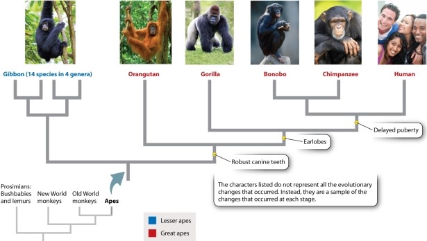 Select the BEST set of data for constructing the type of diagram shown below.   Photo sources: (left to right)  Zoonar/K. Jorgensen/age fotostock; S Sailer/A Sailer/age fotostock; J & C Sohns/age fotostock; Michael Dick/ Animals Animals-Earth Scenes; FLPA/Jurgen & Christi/age fotostock; Yellow Dog Productions/Getty Images. A) molecular data B) morphological data of extant species C) anatomical, physiological, and developmental studies of extant species in the fossil record D) A combination of all of the other answer options would yield the best data set.