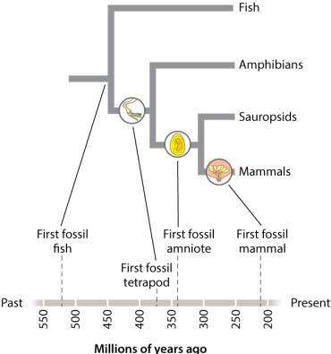 Based on the phylogenetic tree in Fig. 23.22, what character did the last common ancestor of both reptiles and mammals NOT possess?   A) lungs B) four limbs C) amniote embryos D) mammary glands E) The last common ancestor of reptiles and mammals possessed all of these traits.