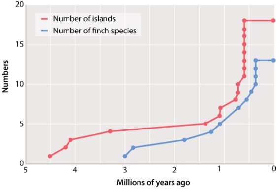 The graph in Figure 22.9, below, shows that the extent of the adaptive radiation of the Galápagos finches is correlated with the number of islands present in the archipelago. What can be concluded from the graph?   A) This shows that rates of speciation are correlated with the net total land area available. B) This shows that each island hosts sympatrically speciating populations. C) This shows that opportunities for geographic isolation are a key component of the speciation process. D) This shows that allopatric speciation tends not to occur on islands. E) This shows that the balance between rates of sympatric and allopatric speciation is governed by mutation rates.