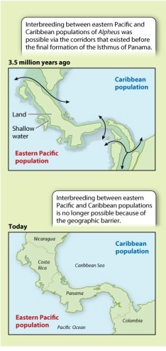 The example of speciation via vicariance given in Figure 22.7 focuses on the impact of the formation of the isthmus of Panama on the populations of snapping shrimp living in the shallow waters of the West Caribbean and East Pacific. Would you expect to see a similar pattern of Pacific/Caribbean sister species in other shallow-water organisms?     Photo source: Dr. Arthur Anker, National University of Singapore, Singapore.