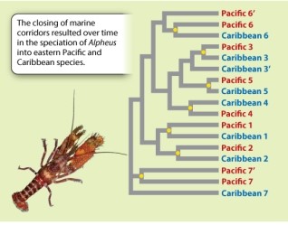 The example of speciation via vicariance given in Figure 22.7 focuses on the impact of the formation of the isthmus of Panama on the populations of snapping shrimp living in the shallow waters of the West Caribbean and East Pacific. Would you expect to see a similar pattern of Pacific/Caribbean sister species in other shallow-water organisms?     Photo source: Dr. Arthur Anker, National University of Singapore, Singapore.