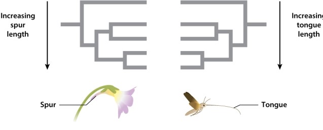 Consider the two phylogenies below of five species of related flowers that hold nectar as a reward for their pollinators, five related species of moths, in their spur.   The similar pattern of the phylogenies suggests the characteristics coevolved with one another. Which of the following is an accurate statement reflecting the figure above? A) The flowers and moths experienced the same allopatric speciation events during their history. B) The flowers and moths coevolved, so that spur-length and tongue-length each evolved because of changes in the other. C) The flowers and moths cannot co-speciate because co-speciation only occurs in host-parasite relationships. D) This is not an example of co-speciation. Each phylogeny represents the variation present in each population of the flower and the moth.