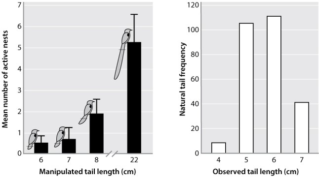 The figure below shows the results of a series of observations and experiments on tail length in male African widowbirds. The black bars represent manipulated tail lengths by researchers (they actually added length to the tail feathers of the experimental birds) . From the black bars on the figure, we see clearly that the male birds that have been artificially manipulated to have super-long tails are very good at attracting mates, approximated by the number of active nests for each male. Why then are the male tails we see in nature (open bars on the figure)  so much shorter?   A) Males with really long tails in nature will eventually evolve, the researchers were simply showing the next step in the evolution of the trait. B) The sampling of males in nature was incomplete, they probably exist but were not found. C) If males in nature had the most successful tail length from the experimental study, they wouldn't be able to fly well enough to escape predation. D) If males in nature had really long tails, then there would be more individuals with really long tails.
