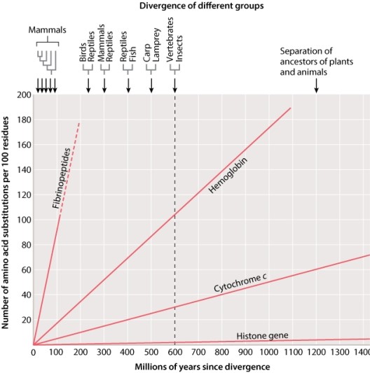 Examine Figure 21.15. If you wanted to use a molecular clock to date a relatively recent divergence event<font face= symbol ></font>one that occurred in the last 100 million years or so<font face= symbol ></font>which of the four types of genes would make the BEST clock? Why?   A) Fibrinopeptides, because they have changed the most over that time period. B) A histone gene, because it has changed relatively little over that time. C) Cytochrome c, because it has changed relatively little over that time. D) A histone gene, because it has changed the most over that time period. E) Hemoglobin, because of its steady rate of change.