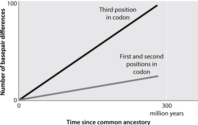 In an analysis of DNA sequence evolution in a single gene in multiple vertebrate species, a researcher divides the data into two classes: differences among species at the first and second positions in codons, and differences among species at the third positions in codons. When the researcher plots the results, below, she finds that she has two different molecular clocks. Explain the researcher's findings.  