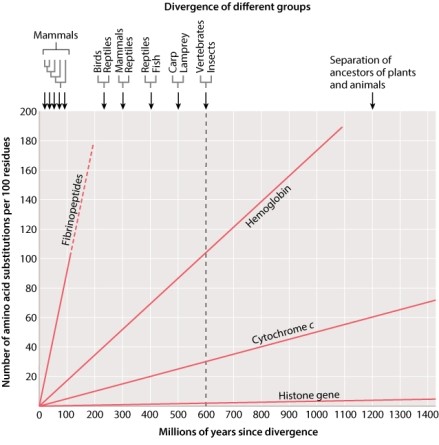 Given the molecular clocks in Figure 21.15 below, you can conclude that reptiles and mammals should have approximately _____ amino acid differences between them in cytochrome c.   A) 5 B) 10 C) 15 D) 20