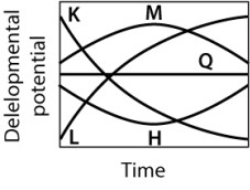 If one isolated cells at random from an organism at different times in its development and measured developmental potential as the average number of distinct cell types that the cells could differentiate into, which of the curves shown here would MOST likely result?   A) curve M B) curve H C) curve K D) curve L E) curve Q
