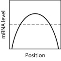 In the graph shown here, the dashed line shows the level of mRNA for a certain protein, Prot4, at various positions along the anterior-posterior axis of an insect embryo. The solid line represents the level of a regulatory protein that controls translation of the Prot4 mRNA.   If the regulatory protein stimulates translation of the Prot4 mRNA, then which graph shows the expected level of Prot4 across the embryo?   A) graph M B) graph H C) graph K D) graph L E) graph Q