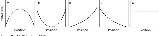In the graph shown here, the dashed line shows the level of mRNA for a certain protein, Prot4, at various positions along the anterior-posterior axis of an insect embryo. The solid line represents the level of a regulatory protein that controls translation of the Prot4 mRNA.   If the regulatory protein stimulates translation of the Prot4 mRNA, then which graph shows the expected level of Prot4 across the embryo?   A) graph M B) graph H C) graph K D) graph L E) graph Q