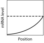 In the graph shown here, the dashed line shows the level of mRNA for a certain protein, Prot5, at various positions along the anterior-posterior axis of an insect embryo. The solid line represents the level of a regulatory protein that controls translation of the Prot5 mRNA.   If the regulatory protein represses translation of the Prot5 mRNA, then which graph shows the expected level of Prot5 across the embryo?   A) graph M B) graph H C) graph K D) graph L E) graph Q