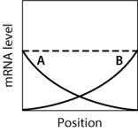 In the graph shown here, the dashed line shows the level of mRNA for a certain protein, Prot6, at various positions along the anterior-posterior axis of an insect embryo. The solid lines portray the levels of two regulatory proteins, A and B, that control translation of the Prot6 mRNA.   If both A and B stimulate translation of the Prot6 mRNA, then which graph BEST approximates the expected level of Prot6 across the embryo?   A) graph M B) graph H C) graph K D) graph L E) graph Q