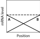 In the graph shown here, the dashed line shows the level of mRNA for a certain protein, Prot7, at various positions along the anterior-posterior axis of an insect embryo. The solid lines portray the levels of two regulatory proteins, A and B, that control translation of the Prot7 mRNA.   If both A and B stimulate translation of the Prot7 mRNA, then which graph BEST approximates the expected level of Prot7 across the embryo?   A) graph M B) graph H C) graph K D) graph L E) graph Q