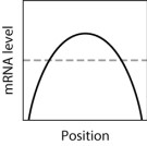 In the graph shown here, the dashed line shows the level of mRNA for a certain protein, Prot2, at various positions along the anterior-posterior axis of an insect embryo. The solid line represents the level of a regulatory protein that controls translation of the Prot2 mRNA.   If the regulatory protein represses translation of the Prot2 mRNA, then which graph shows the expected level of protein Prot2 across the embryo?   A) graph M B) graph H C) graph K D) graph L E) graph Q