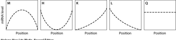 In the graph shown here, the dashed line shows the level of mRNA for a certain protein, Prot2, at various positions along the anterior-posterior axis of an insect embryo. The solid line represents the level of a regulatory protein that controls translation of the Prot2 mRNA.   If the regulatory protein represses translation of the Prot2 mRNA, then which graph shows the expected level of protein Prot2 across the embryo?   A) graph M B) graph H C) graph K D) graph L E) graph Q