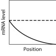 In the graph shown here, the dashed line shows the level of mRNA for a certain protein, Prot3, at various positions along the anterior-posterior axis of an insect embryo. The solid line represents the level of a regulatory protein that controls translation of the Prot3 mRNA.       If the regulatory protein stimulates translation of the Prot3 mRNA, then which graph shows the expected level of protein Prot3 across the embryo?   A) graph M B) graph H C) graph K D) graph L E) graph Q
