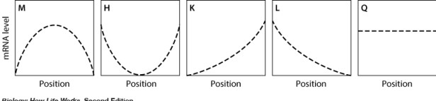 In the graph shown here, the dashed line shows the level of mRNA for a certain protein, Prot3, at various positions along the anterior-posterior axis of an insect embryo. The solid line represents the level of a regulatory protein that controls translation of the Prot3 mRNA.       If the regulatory protein stimulates translation of the Prot3 mRNA, then which graph shows the expected level of protein Prot3 across the embryo?   A) graph M B) graph H C) graph K D) graph L E) graph Q