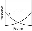 In the graph shown here, the dashed line shows the level of mRNA for a certain protein, Prot1, at various positions along the anterior-posterior axis of an insect embryo. The solid lines portray the levels of two regulatory proteins, A and B, that control translation of the Prot1 mRNA.   If both A and B repress translation of the Prot1 mRNA, then which graph BEST approximates the expected level of Prot1 across the embryo?   A) graph M B) graph H C) graph K D) graph L E) graph Q