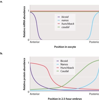 Examine the figure and statements below. Which of the statements is INCORRECT?   A) mRNA for caudal and hunchback are evenly distributed in the oocyte, but bicoid and nanos mRNA are located either anteriorly or posteriorly, respectively. B) Bicoid protein promotes the transcription of the hunchback gene in the anterior region of the embryo. C) Nanos protein represses the translation of hunchback mRNA in the posterior region of the embryo. D) Bicoid protein represses the translation of caudal mRNA in the anterior region of the embryo. E) The expression pattern of Caudal and Hunchback proteins is an example of gene regulation at the level of translation.