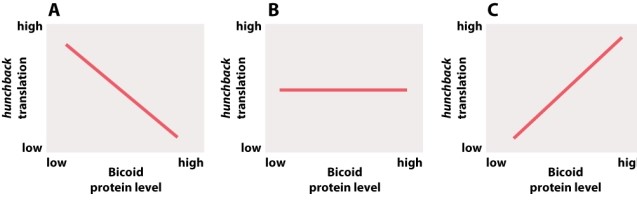 Which of the following graphs illustrates the relationship between the amount of Bicoid protein and the translation of hunchback mRNA in the Drosophila embryo?   A) graph A B) graph B C) graph C
