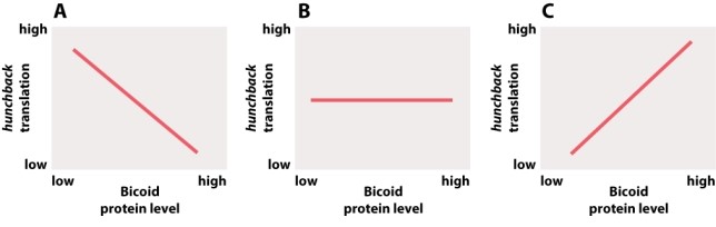 Which of the following graphs illustrates the relationship between the level of Nanos protein and the translation of hunchback mRNA in the Drosophila embryo?   A) graph A B) graph B C) graph C