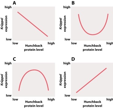 Which of the following graphs illustrates the relationship between Hunchback activity and Krüppel expression in the Drosophila embryo?   A) graph A B) graph B C) graph C D) graph D
