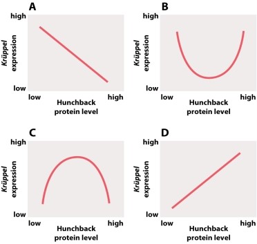 Which of the following graphs illustrates the pattern of Krüppel expression in the Drosophila embryo?   A) graph A B) graph B C) graph C D) graph D