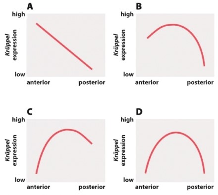 Which of the following graphs illustrates the pattern of Krüppel expression in a Drosophila embryo with a loss-of-function mutation in the zygotic hunchback gene?   A) graph A B) graph B C) graph C