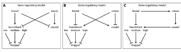  Biologists often use schematic diagrams to illustrate the regulation of various genes and cell signaling pathways. In these diagrams, an arrow is used to show the activation of one gene by the product of another. The inhibition of the expression of a gene by the product of another is indicated by a horizontal line with a T-shaped end. In the example here, the expression of A blocks the expression of B, while the expression of C promotes the expression of D.  A    B   \begin{array}{l} C \longrightarrow D \end{array}  Choose the model that CORRECTLY shows the regulatory relationships between the nanos, bicoid, caudal, hunchback and Krüppel genes and gene products.   A) model A B) model B C) model C 