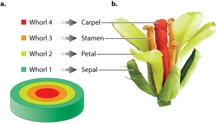 Review Figure 20.19. Which floral organ develops from whorl 3 in Arabidopsis?   A) sepal B) carpel C) petal D) stamen