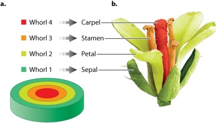 Review Figure 20.19. Which floral organ develops from whorl 2 in Arabidopsis?   A) sepal B) carpel C) petal D) stamen