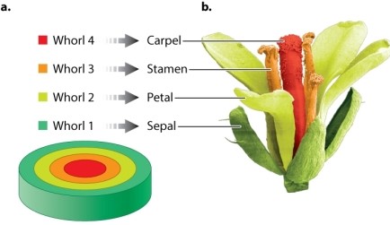 Review Figure 20.19. Which floral organ develops from whorl 1 in Arabidopsis?   A) sepal B) carpel C) petal D) stamen