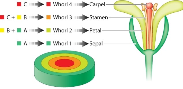Review the ABC model for flower development in Arabidopsis shown below. Which of the following statements about the ABC model is INCORRECT?   A) Activity A alone results in the formation of sepals. B) Activity A and B together result in the formation of petals. C) Activity B and C together result in the formation of stamens. D) Activity C alone results in the formation of carpels. E) Activity A and C occur together in carpels