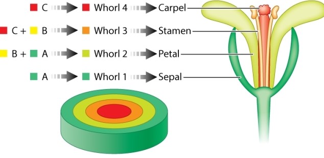 Review the ABC model for flower development in Arabidopsis shown below. If additional B activity were expressed in all four whorls, what floral organs would develop from each whorl?   A) whorl 1: sepals; whorl 2: petals; whorl 3: stamens; whorl 4: carpels B) whorl 1: carpels; whorl 2: stamens; whorl 3: stamens; whorl 4: carpels C) whorl 1: petals; whorl 2: petals; whorl 3: stamens; whorl 4: stamens D) whorl 1: sepals; whorl 2: sepals; whorl 3: carpels; whorl 4: carpels E) whorl 1: sepals; whorl 2: petals; whorl 3: petals; whorl 4: sepals