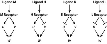 Shown here are four ligands (M, H, K, and L)  and their corresponding receptors along with three genes (U, V, and W)  whose activity the receptor controls through signal transduction. The arrows indicate gene activation, the T-bars indicate gene repression.   If either U or V is required to activate W, which ligand (or ligands)  result in W being active? A) ligand M B) ligand H C) ligand K D) ligand L E) None of the answer options is correct.