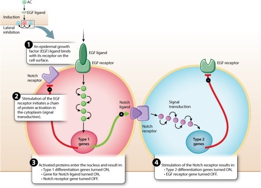 Consider Figure 20.25. Imagine that there is a mutation in the gene for the Notch receptor in the progenitor cell. How does mutation affect vulva development?   A) The progenitor cell will become a type 2 cell. B) The progenitor cell will remain a type 1 cell. C) The type 2 cell will differentiate into a type 1 cell. D) The EGF receptor cannot bind its ligand.
