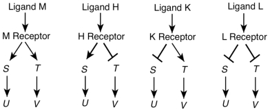 Shown here are four ligands (M, H, K, and L)  and their corresponding receptors along with four genes (S, T, U, and V)  whose activity the receptor controls through signal transduction. The arrows indicate gene activation, the T-bars indicate gene repression.   Which ligand acts as a signal resulting in both genes U and V being inactive? A) ligand M B) ligand H C) ligand K D) ligand L E) None of the answer options is correct.