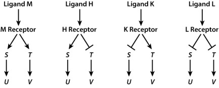 Shown here are four ligands (M, H, K, and L)  and their corresponding receptors along with four genes (S, T, U, and V)  whose activity the receptor controls through signal transduction. The arrows indicate gene activation, the T-bars indicate gene repression.   Which ligand acts as a signal resulting in both genes U and V being active? A) ligand M B) ligand H C) ligand K D) ligand L E) None of the answer options is correct.