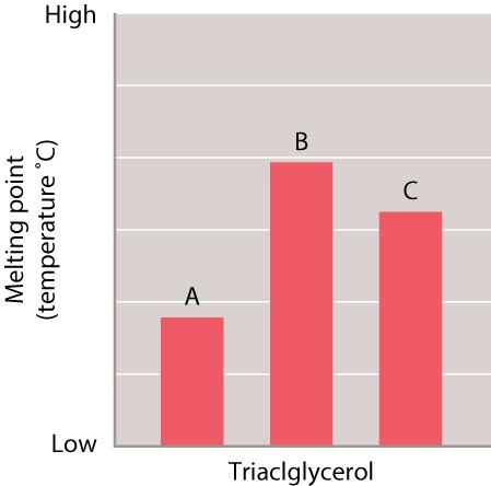 Samples of three different triacylglycerols were tested to determine the melting point of each one. The results of the tests are shown in the graph.   The length of the fatty acids in A, B, and C is the same. Which of the three triacylgcerols is likely to have the FEWEST number double bonds in the fatty acids? A) A B) B C) C D) There is no way of knowing based on the information available.
