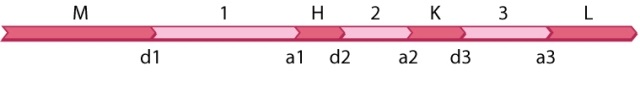 The diagram shown here is part of an RNA transcript containing four open reading frames (M, H, K, and L)  and three introns (1, 2, 3) . The sites labeled d1-d3 are nucleotides immediately before each intron on the 5' side and those labeled a1-a3 are nucleotides immediately after each intron on the 3' side. Splicing out an intron involves cleaving the DNA at the d and a sites at either end of the intron.   A missense mutation takes place in open reading frame K. In which possible alternative splice forms of the transcript would the missense mutation not affect the polypeptide product? A) d1-a1 + d2-a2 + d3-a3 B) d1-a2 + d3-a3 C) d1-a1 + d2-a3 D) d1-a3 E) None of the answer options is correct.
