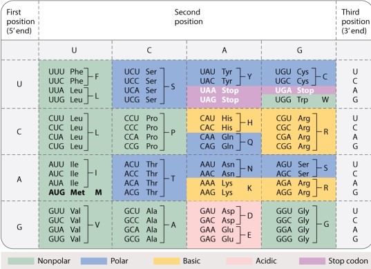 One type of RNA editing converts Cs to Us. In how many codons in the genetic code would such a change NOT affect what amino acid is translated?   A) 20 B) 22 C) 24 D) 25 E) 27