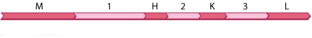The diagram shown here is part of an RNA transcript containing four open reading frames (M, H, K, and L)  and three introns (1, 2, 3) .   How many cuts would a spliceosome have to make in order to result in a transcript containing only open reading frames M, K, and L? A) 0 B) 1 C) 2 D) 3 E) 4