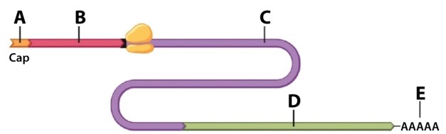 Using the drawing of mRNA below, choose the letter that BEST fits the description.   The 3<font face= symbol ></font> UTR corresponds to region: A) A)  B) B)  C) C)  D) D)  E) E) 