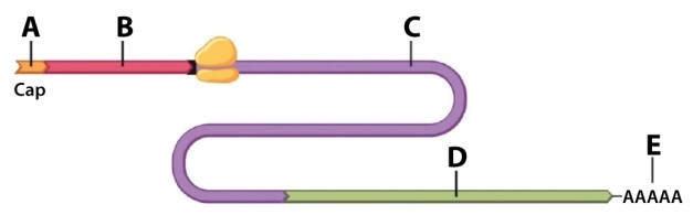 Using the drawing of mRNA below, choose the letter that BEST fits the description.   The protein-coding region corresponds to region: A) A)  B) B)  C) C)  D) D)  E) E) 